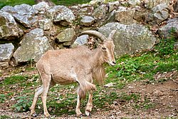 Maehnenspringer-03.JPG