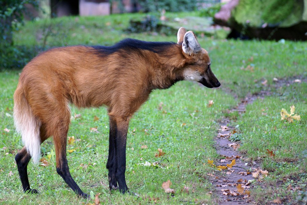 Maehnenwolf3.jpg