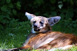 Maehnenwolf1.JPG