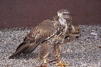 DSC06390.JPG
