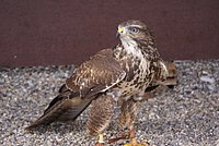 DSC06391.JPG