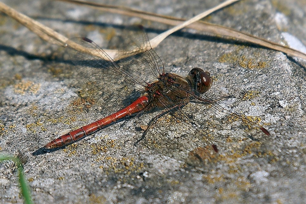 Blutrote Heidelibelle (Sympetrum sanguineum).jpg