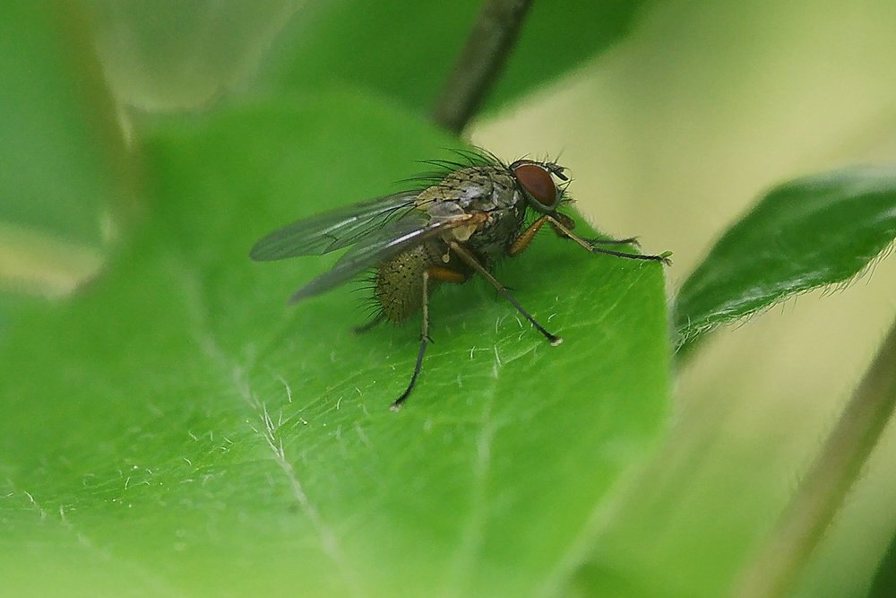Fliege-001.JPG