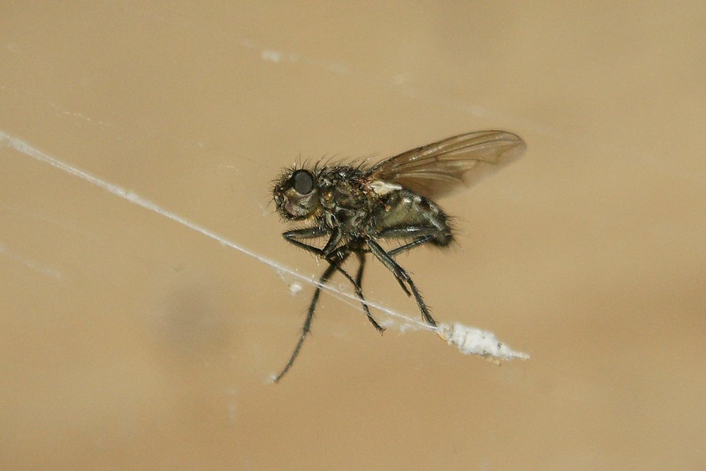 Fliege-002.jpg