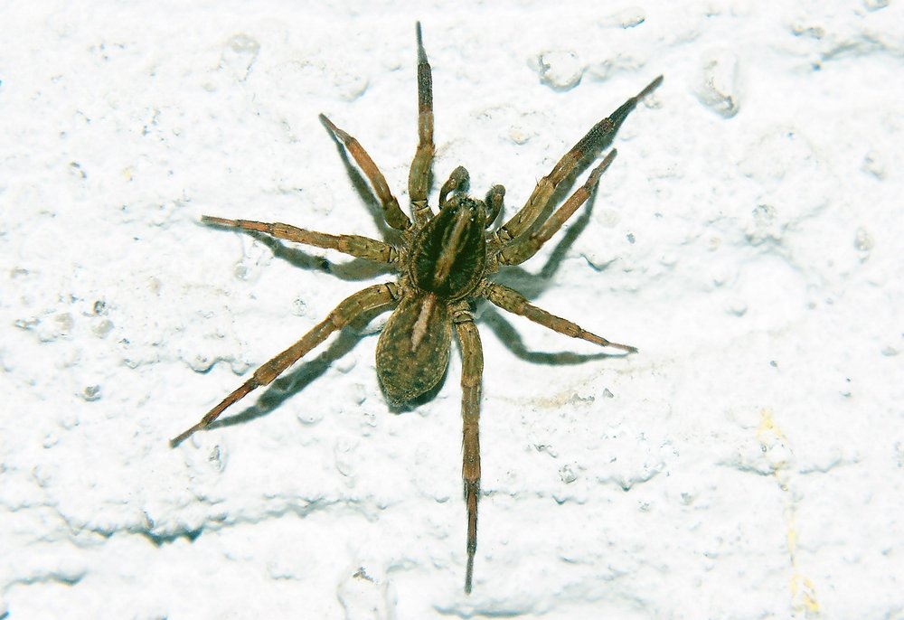 Hauswinkelspinne-001.JPG