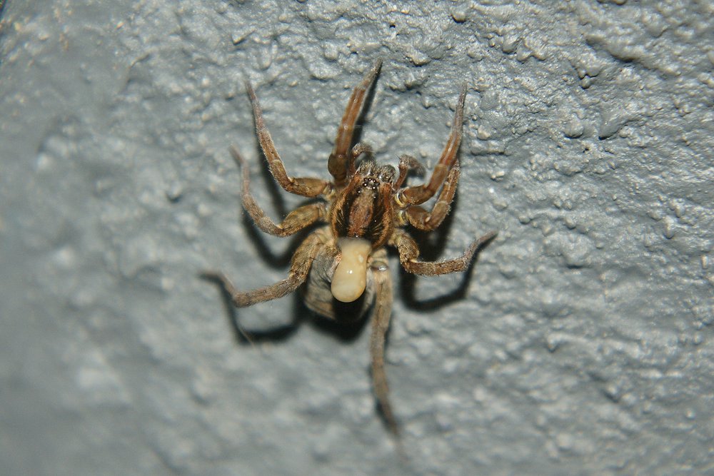 Hauswinkelspinne-002.JPG