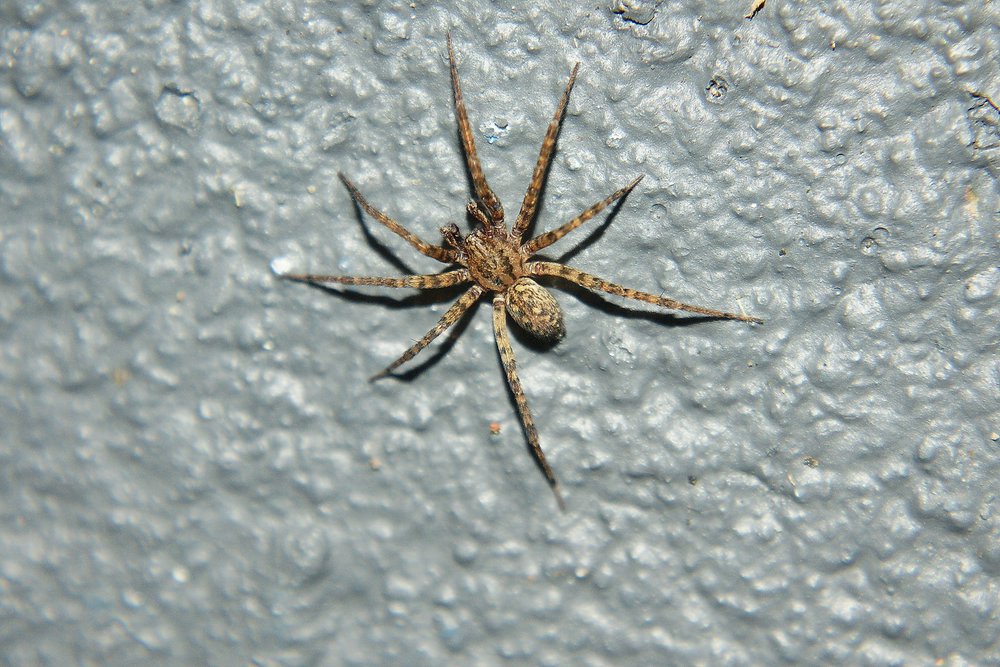 Hauswinkelspinne-003.JPG