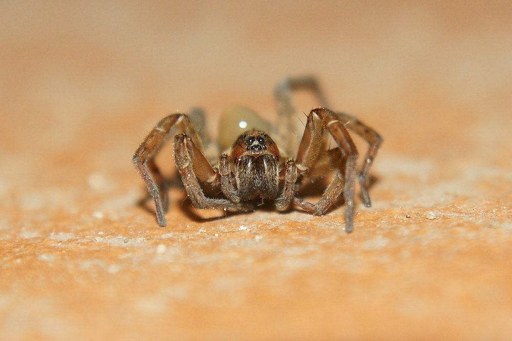 Hauswinkelspinne-004.JPG