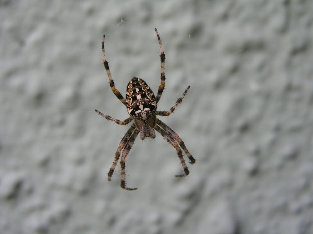 Kreuzspinne-001.JPG
