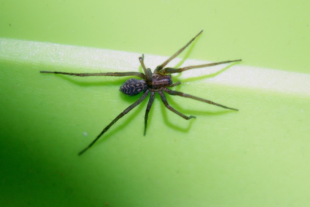 Spinne-006.JPG