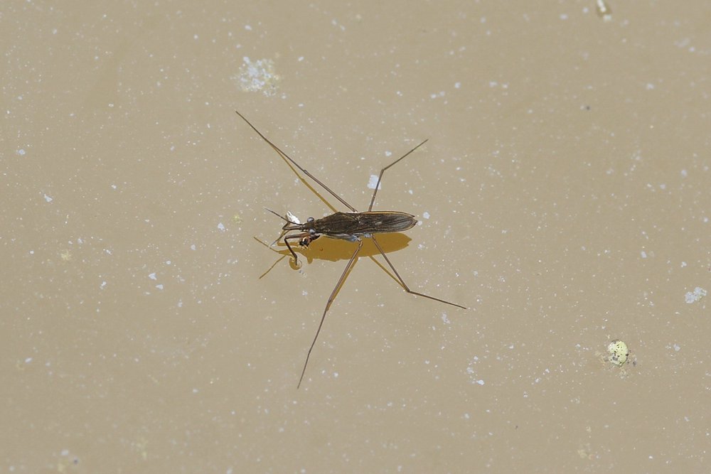 Wasserspinne-01.jpg