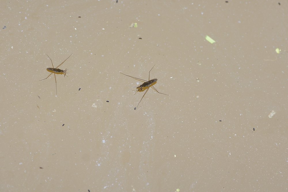 Wasserspinne-02.jpg