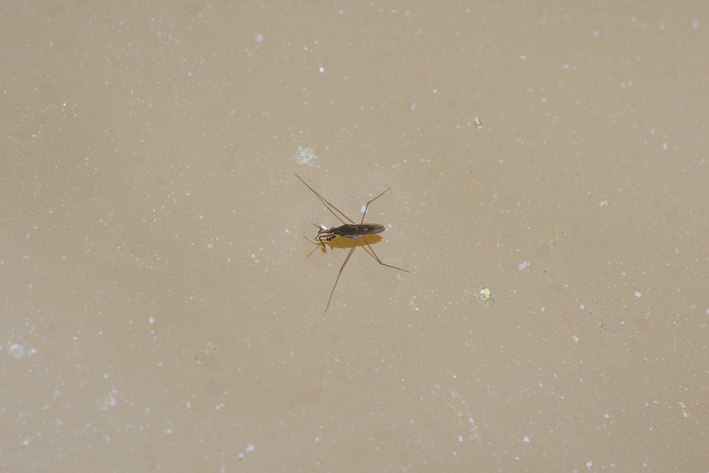 Wasserspinne-03.jpg