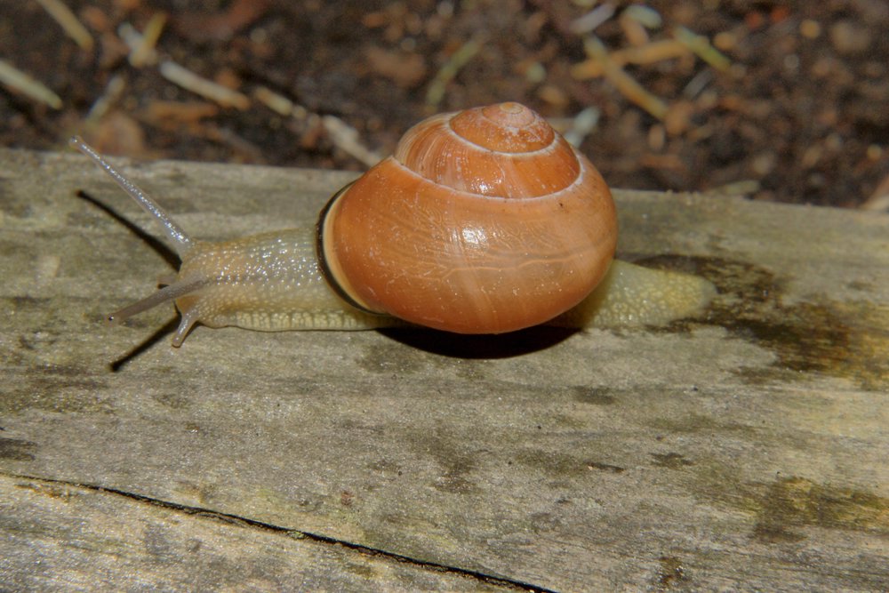 Weinbergschnecke-002.JPG