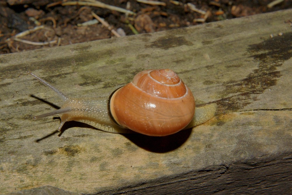 Weinbergschnecke-004.JPG