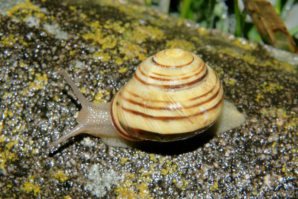 Weinbergschnecke-006.JPG