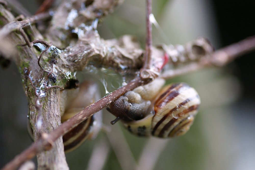 Weinbergschnecke-012.JPG