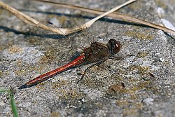 Blutrote Heidelibelle (Sympetrum sanguineum).jpg