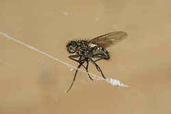 Fliege-002.jpg