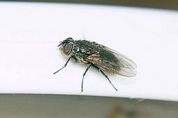 Fliege-003.JPG