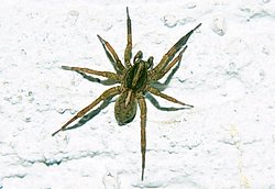 Hauswinkelspinne-001.JPG