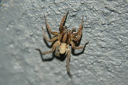 Hauswinkelspinne-002.JPG