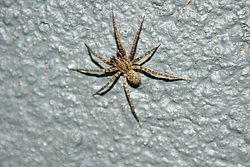Hauswinkelspinne-003.JPG