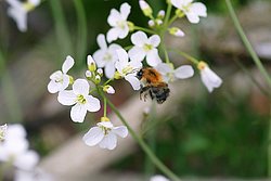 Hummel-001.jpg