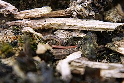 Makro-001.JPG