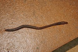 Regenwurm-001.JPG