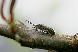 Schabe-01.JPG