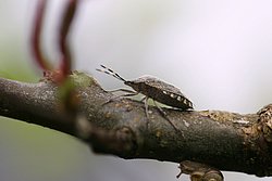 Schabe-02.JPG