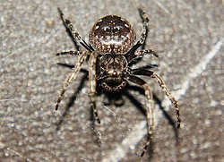 Spinne-004.JPG