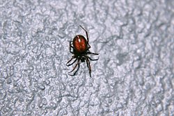 Spinne-005.JPG