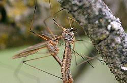 Stechfliege-01.jpg
