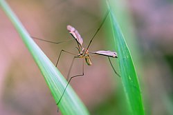 Stechfliege-014.JPG