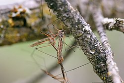 Stechfliege-02.jpg
