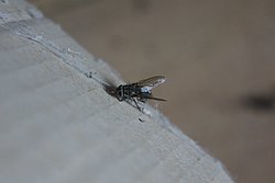 Stechfliege.jpg
