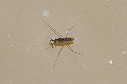 Wasserspinne-01.jpg