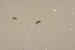 Wasserspinne-02.jpg