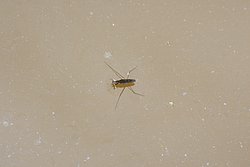 Wasserspinne-03.jpg