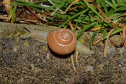 Weinbergschnecke-001.JPG