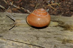 Weinbergschnecke-002.JPG