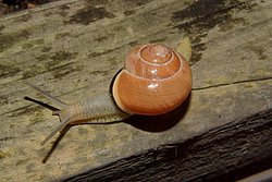 Weinbergschnecke-003.JPG