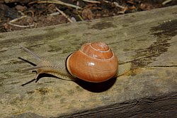 Weinbergschnecke-004.JPG