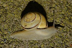 Weinbergschnecke-005.JPG