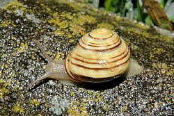 Weinbergschnecke-006.JPG
