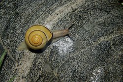 Weinbergschnecke-007.JPG