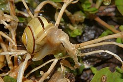 Weinbergschnecke-008.JPG