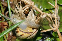 Weinbergschnecke-009.JPG
